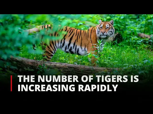 'Video thumbnail for Roaring Success Tigers Making a Thrilling Comeback in India & Bhutan | 12am News'
