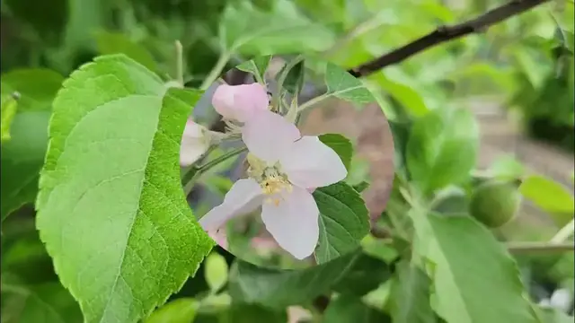 'Video thumbnail for What does an apple blossom look like'