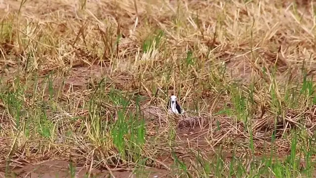 'Video thumbnail for THe wild bird waiting caatch food eat'