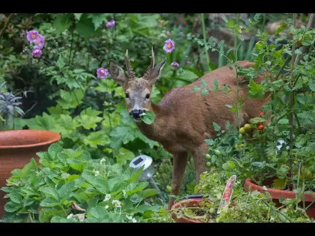 'Video thumbnail for Protect Hostas from Deer: 5 Tips #GardeningTips #DeerProofing #HostaCare'