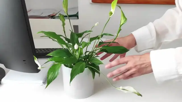 'Video thumbnail for 20 Indoor Office Plants to Boost Your Workspace '