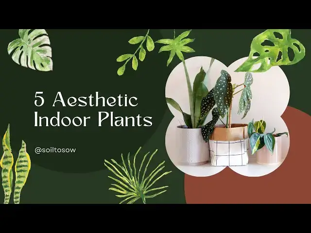 'Video thumbnail for 5 Aesthetic Indoor Plants  to Brighten Your Space #IndoorPlants #HomeDecor #PlantLovers'