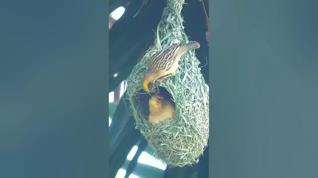 'Video thumbnail for Aerial Engineering: Birds and Their Intricate Nest-Making 🦃#birdarchitecture #birdarchitects'