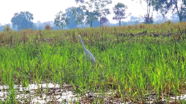 'Video thumbnail for In field bird wait to find catch food eat'