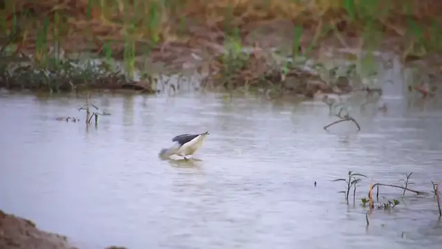 'Video thumbnail for Under rain bird catch food eat in lake'