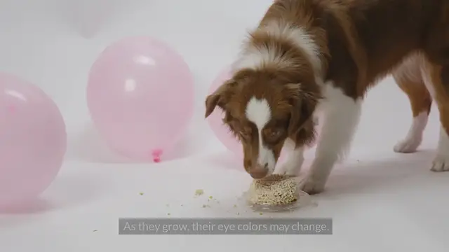 'Video thumbnail for At What Age Do Australian Shepherds Eyes Change Color?'