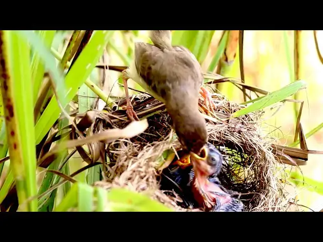 'Video thumbnail for Amazing of lake - Cycle of Care: Cuckoo Bird's Retribution'