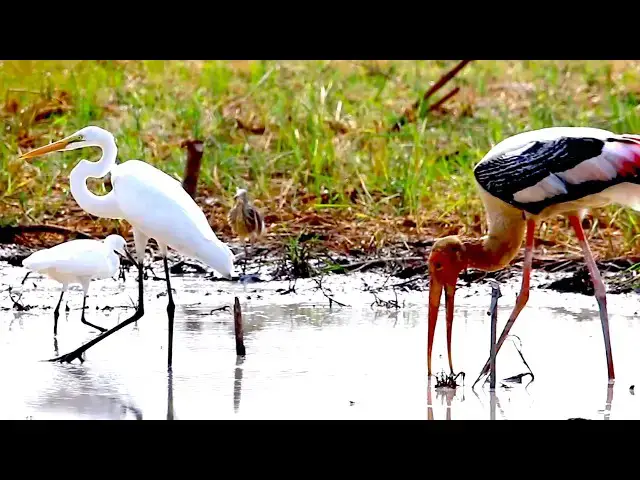 'Video thumbnail for Amazing of Lake - White Bird catch fish in lake everydays'