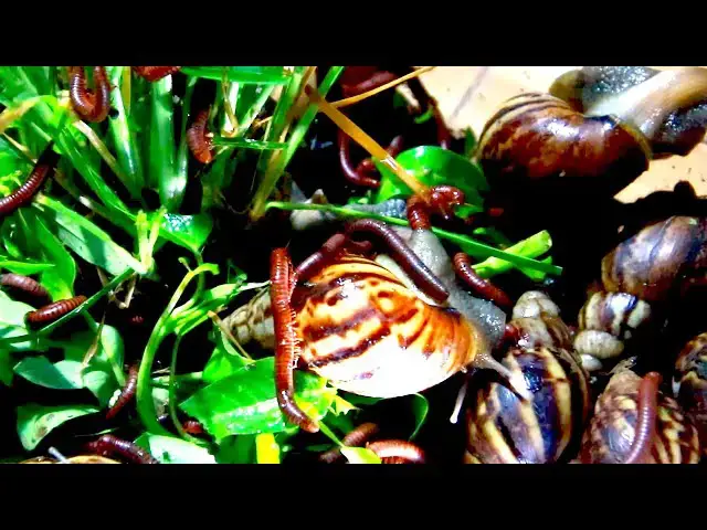 'Video thumbnail for Top snail eat fruit | Red snail eat fruit at night'
