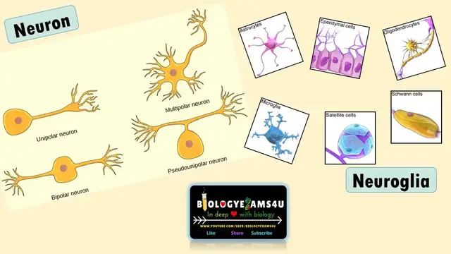 'Video thumbnail for Difference between Neurons and Neuroglia'