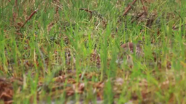 'Video thumbnail for grass in lake bird wait catch fish eat it'