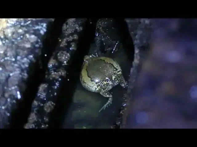 'Video thumbnail for Wow big frog crying after raining at night'