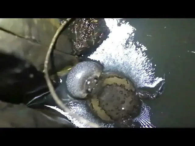 'Video thumbnail for Male frog call female frog after rian underwater'