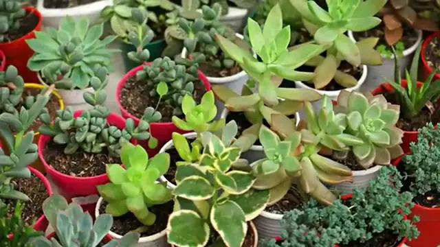 'Video thumbnail for 22 Best Succulents to Grow In Your Home or Garden '