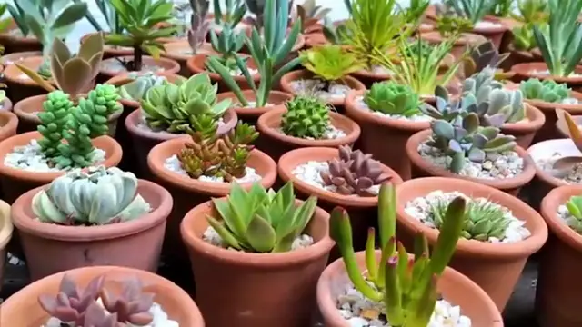 'Video thumbnail for 37 Heat Tolerant Container Ideas For Sweltering Summers '