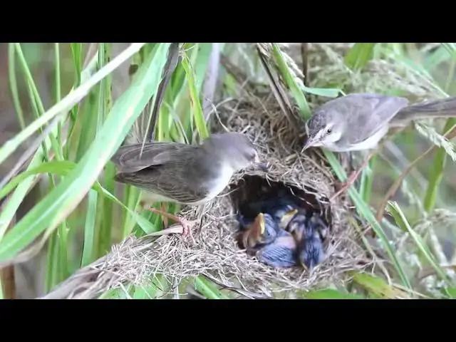 'Video thumbnail for Amazing of lake - Wildlife Wonder: Cokucoko Birds and Their Mealtime Ritual'