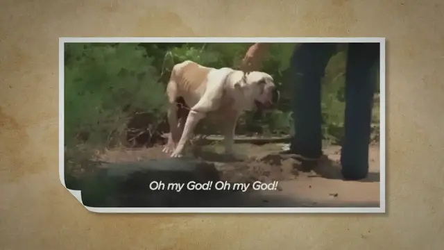 'Video thumbnail for UntitledBulldog discovered tied up by electrical twine in 100 diploma warmth'