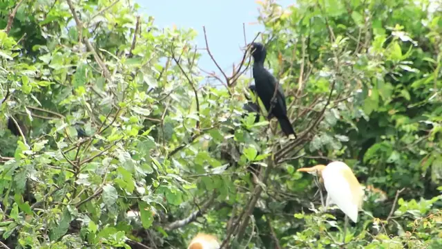 'Video thumbnail for The black wild bird on nest'