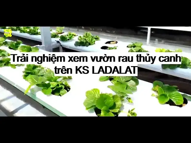 'Video thumbnail for Vườn rau thủy canh tại KS LADALAT'