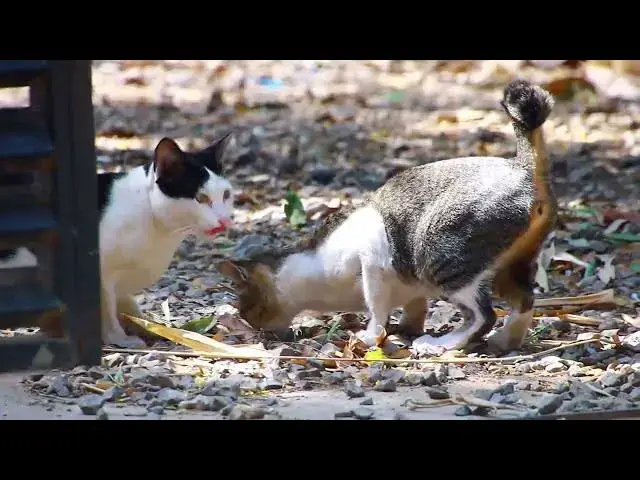 'Video thumbnail for Cute of Cat Eating head Fish'