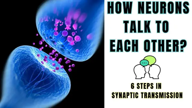 'Video thumbnail for How Neurons "talk" to each other? 6 Steps in Synaptic Transmission? @biologyexams4u'
