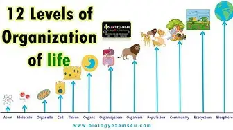 'Video thumbnail for Levels of Biological Organization of Life || 12 Levels from Atom to the Biosphere'