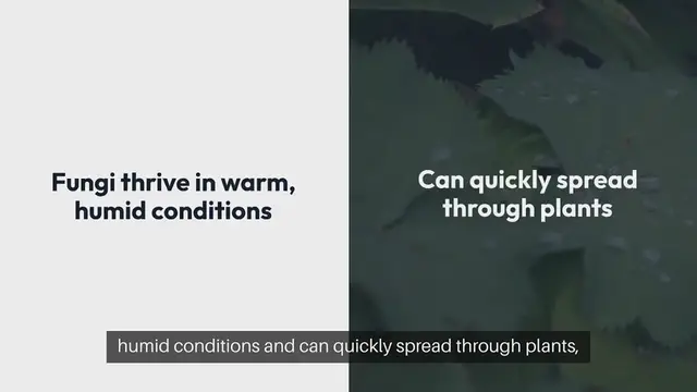'Video thumbnail for Preventing Fungal Infections in Your Garden'
