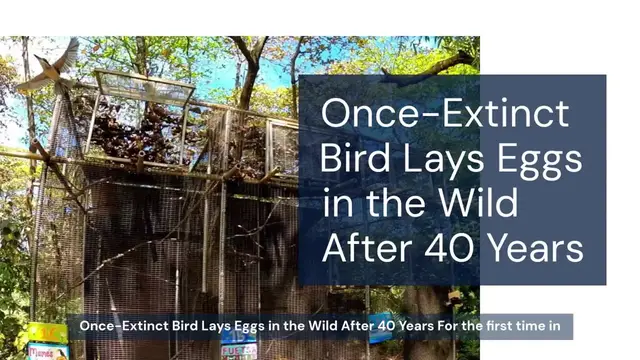 'Video thumbnail for Once-Extinct Bird Is Now Laying Eggs in the Wild for the First Time in Nearly 40 Years'