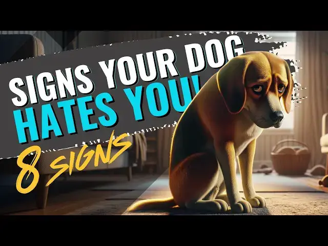 'Video thumbnail for 8 Signs That Your Dog is Upset with You'