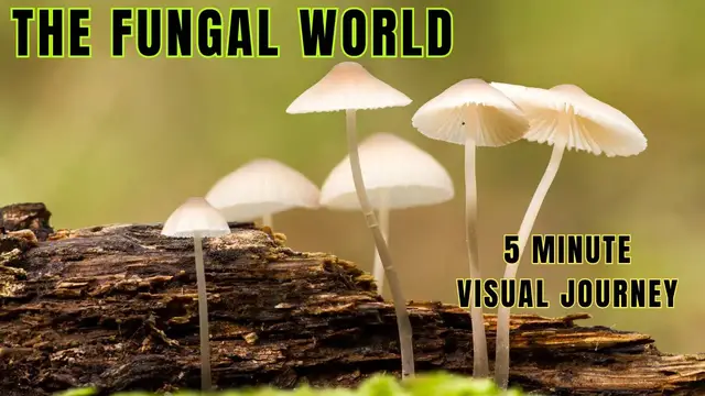 'Video thumbnail for The World of Fungus |A 5 Minute Visual Treat |25 Fungi Visual Gallery @biologyexams4u'