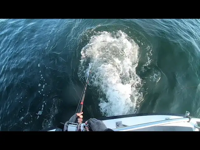 'Video thumbnail for Westport Ling and Seabass'