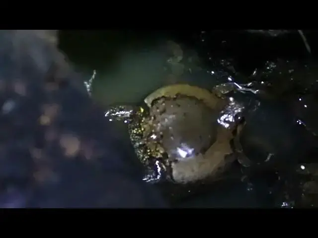 'Video thumbnail for Amazing frog crying to call other frog in love'