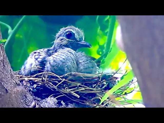 'Video thumbnail for Wild dove on nest | Baby gain bird of dove'