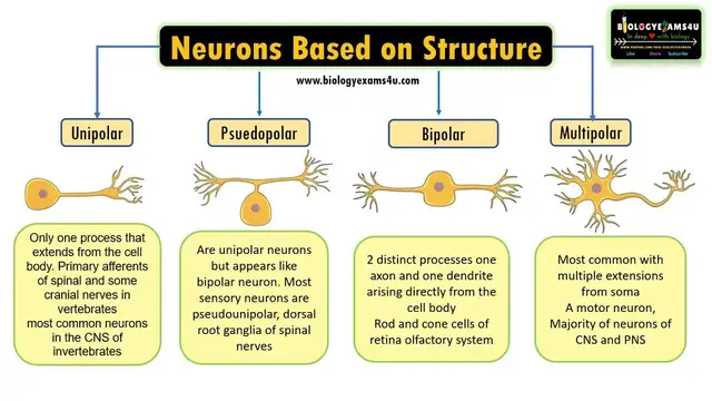 'Video thumbnail for Neuron based on Structure|| Unipolar, Psuedounipolar, bipolar multipolar neuron Structure & Function'