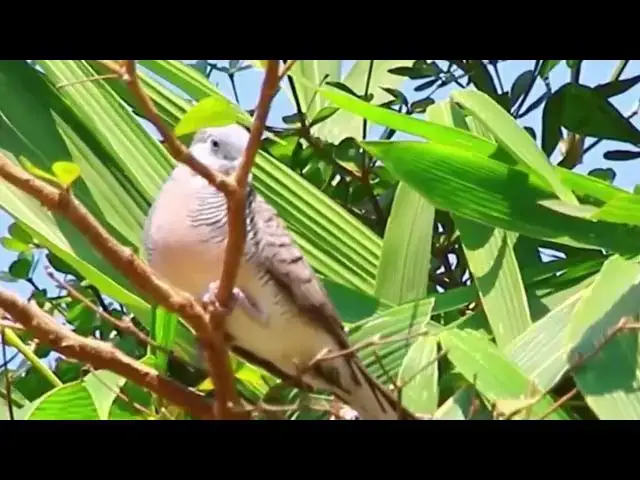 'Video thumbnail for Wild of mother dove with baby dove | dove bird in love'