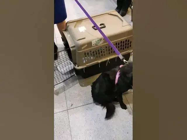 'Video thumbnail for 🐾 An Unforgettable Journey: Rescuing Dogs from Ukraine to New York 🐾 #DogRescue 🐾 🐶💖✈️'