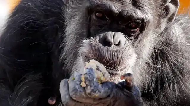 'Video thumbnail for Chimpanzees caught on camera sharing boozy fruit in Guinea-Bissau'