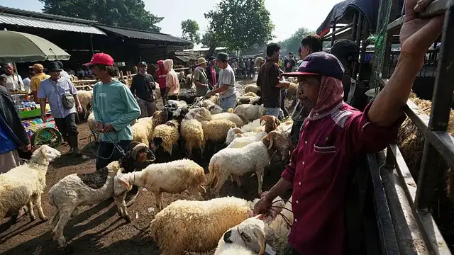 'Video thumbnail for Sheep markets struggle in Niger ahead of Eid al-Adha amid insecurity and economic strain'