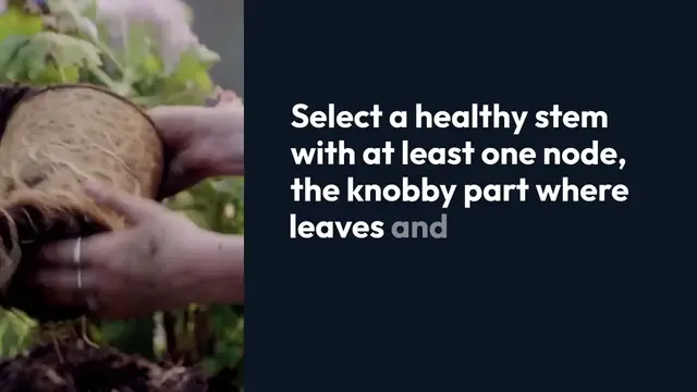 'Video thumbnail for Propagating Philodendron Birkin'