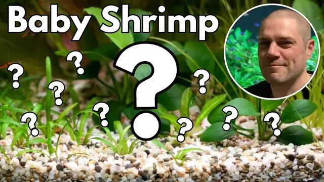 'Video thumbnail for Why Aren't My Shrimp Breeding? ?️ Reasons with solutions!'