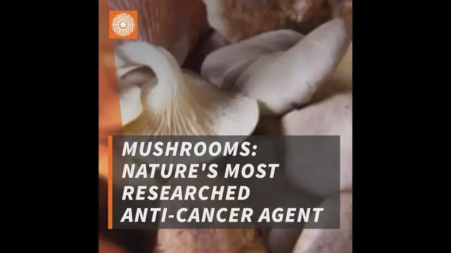 'Video thumbnail for Mushrooms Nature's Most Researched Anti-Cancer Agent'