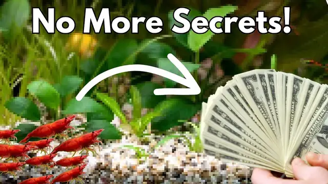 'Video thumbnail for 🦐 Breeding Shrimp for Profit: Tips and Tricks for Success'