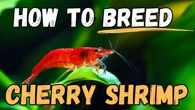 'Video thumbnail for 🦐 Secrets to Successful Red Cherry Shrimp Breeding Revealed'