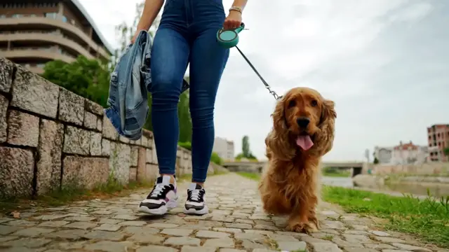 'Video thumbnail for Playful Puppies'