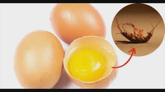 'Video thumbnail for Cómo hacer una potente trampa con huevo para eliminar cucarachas'
