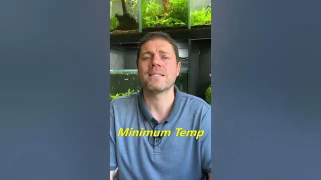 'Video thumbnail for Do Betta Fish Need a Heater?'