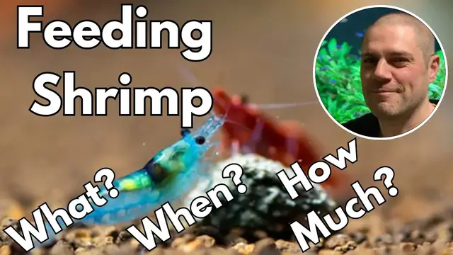 'Video thumbnail for Feeding Cherry Shrimp - Answered! WHAT, WHEN & HOW MUCH???'