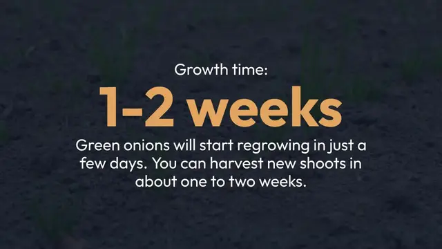 'Video thumbnail for How to Regrow Kitchen Scraps'
