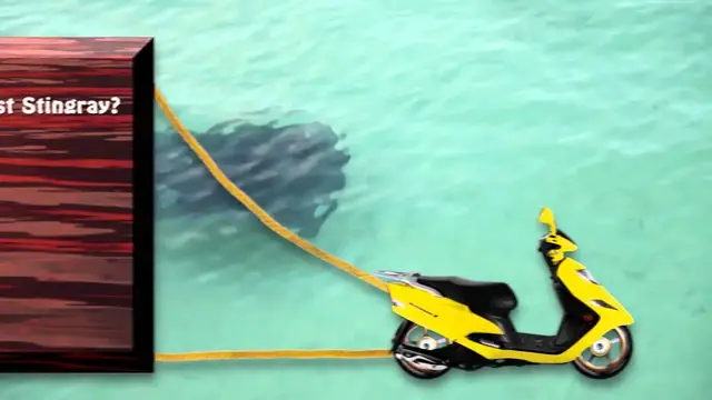 'Video thumbnail for American Travelers visit Stingray City, Rum Point, Grand Cayman, Caribbean'