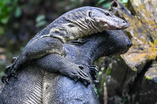 'Video thumbnail for Bangkok's big city lizards: Prehistoric reptiles could help treat cancer'